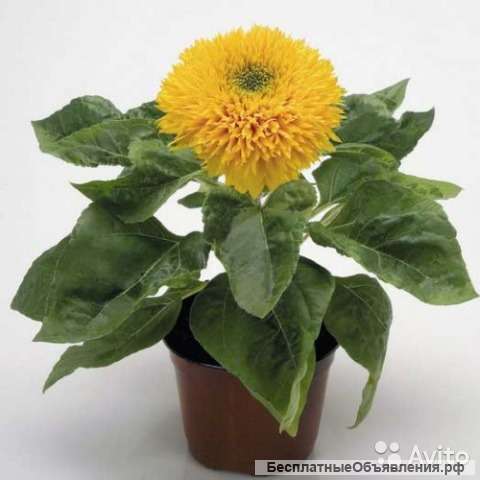 Подсолнечник медвежонок рассада