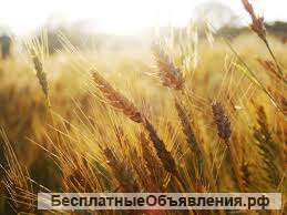 Овес, пшеница