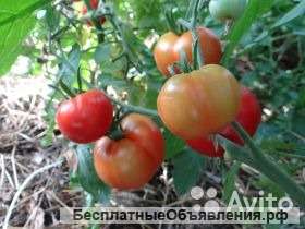 Томат Сахалин рассада