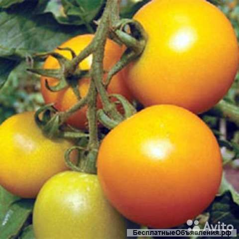 Томат Желтый шар рассада
