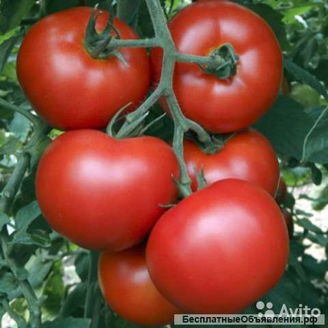 Томат Островок F1 рассада