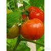 Томат Владимир Великий F1 рассада