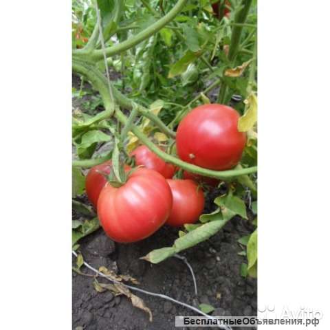 Томат Розовый сувенир рассада
