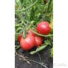 Томат Розовый сувенир рассада