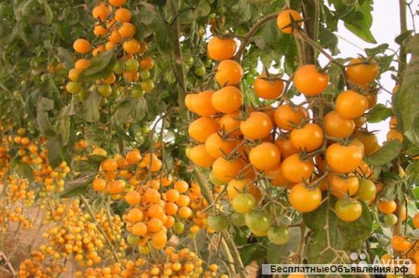 Томат вишня желтая рассада