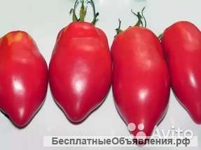 Томат Капия розовая рассада