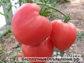 Томат бычье сердце рассада