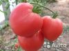 Томат бычье сердце рассада