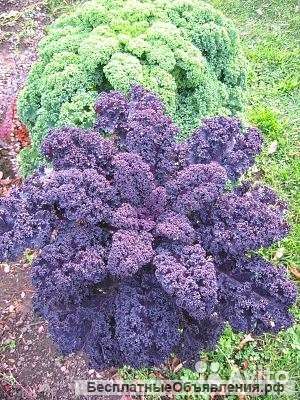 Капуста листовая Редбор