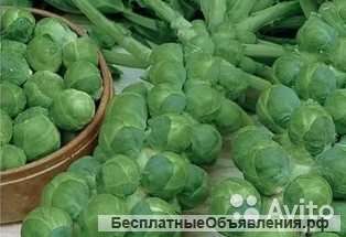 Капуста Брюссельская Сапфир рассада