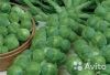 Капуста Брюссельская Сапфир рассада
