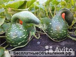 Тыква Лагенария лебедушка рассада