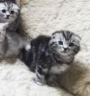 Шотландский котик ЦАРЬ-ЦЕЗАРЬ