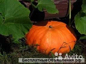 Тыква Парижская рассада
