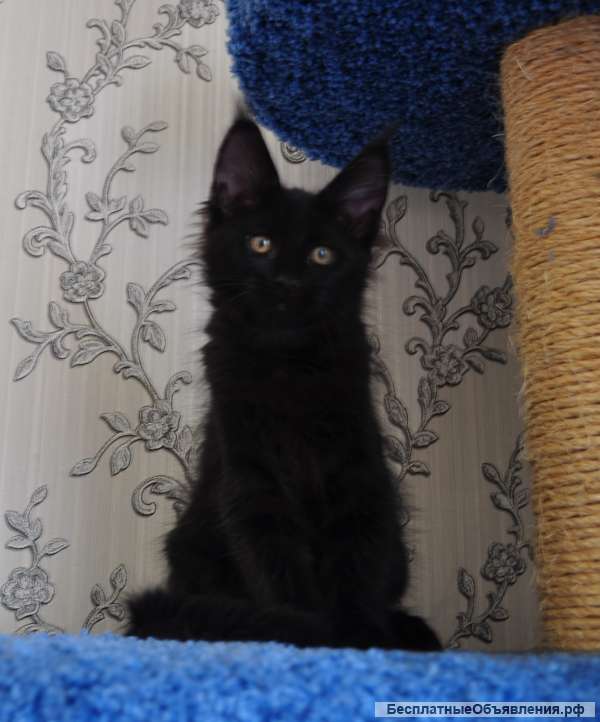 Клубные котята красавчики мейн-куны