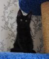 Клубные котята красавчики мейн-куны