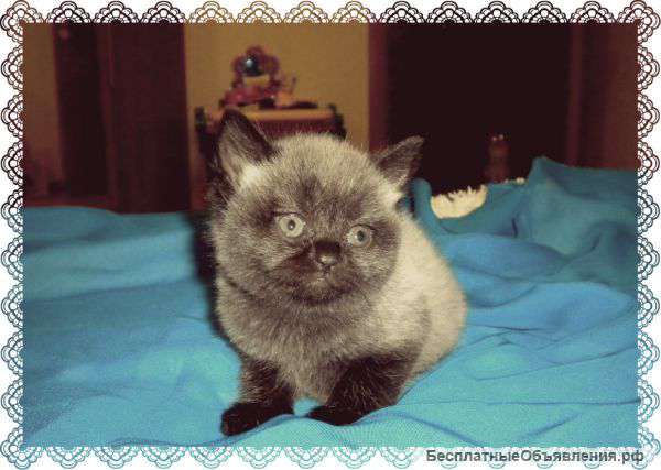 Продам британских котят
