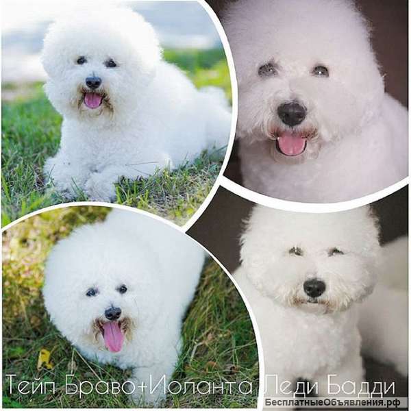 Бишон фризе, щенки