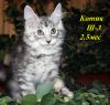 Котята Мейн Кун Для Вас