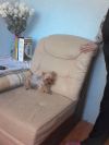 1 комнатную кв на длительный срок