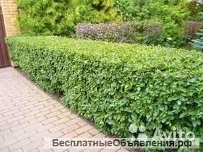 Кизильник блестящий, кустарник саженец 30-40 см
