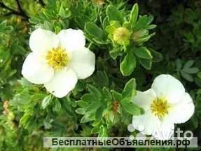 Лапчатка кустарниковая Тилфорд Крем саженец