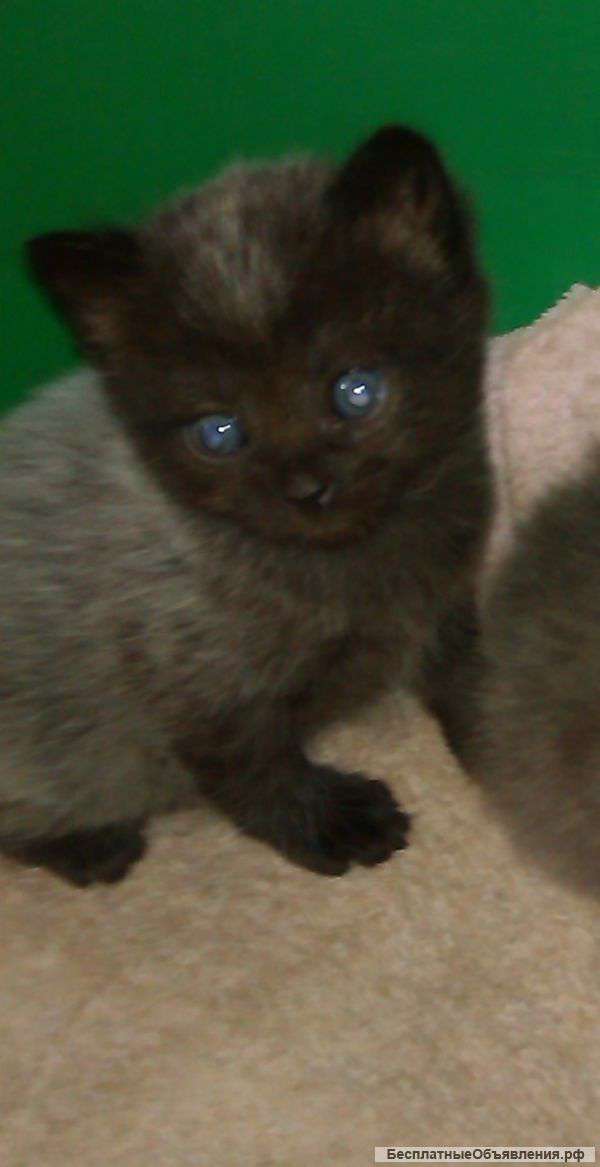 Отдам в хорошие руки