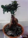 Фикус микрокарпа в терракоте, бонсай 35-40 см