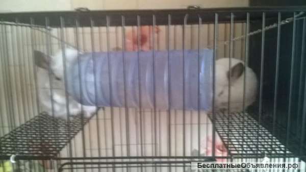 Шиншиллы