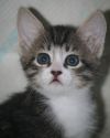Домашний 2-мес. котенок в дар