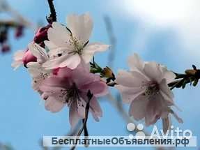 Слива ниппонская Паян саженец