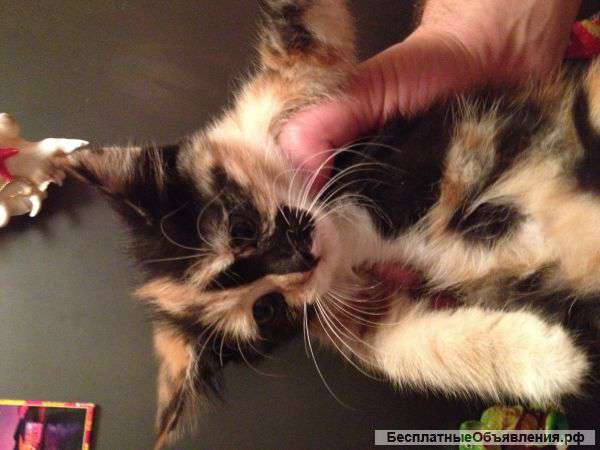 Бесплатно котят