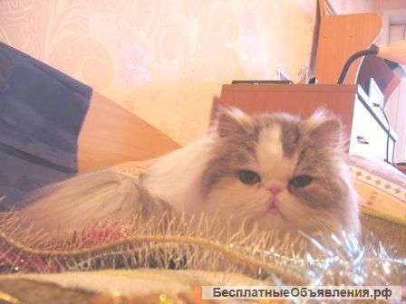 Кошка в подарок на продажу