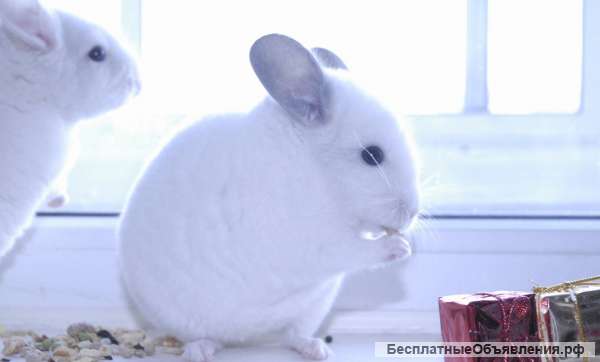 Черные и белые шиншиллы со скидкой
