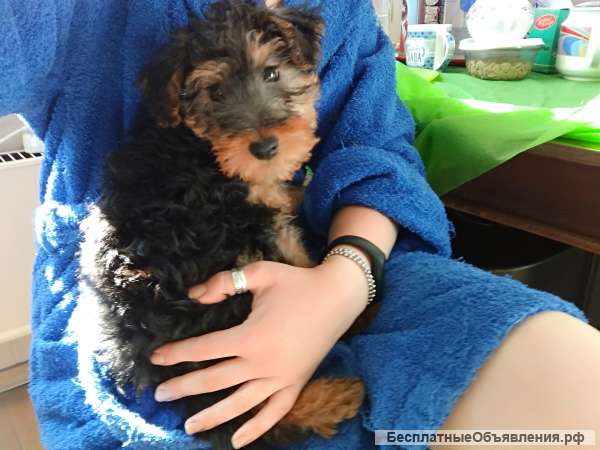 Вельштерьеры, девочки