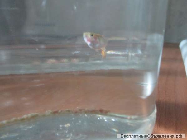 Рыбки Гуппи. Порадуйте себя или детей. Прекрасный подарок.