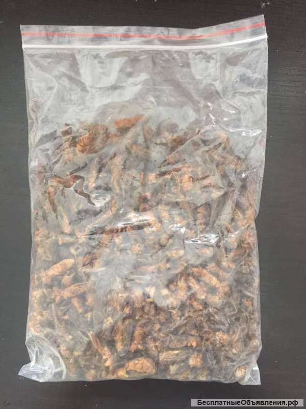 Медведка азиатская китайская