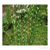 Камыш табернемонтана Зебринус для пруда