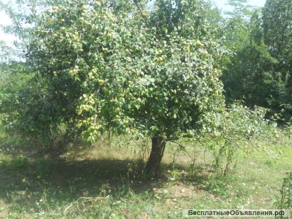 Земельный участок с/х назначения 169 Га ст. Холмская