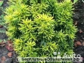 Тис ягодный Давид саженец