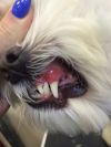 Чистка зубов ультразвуком без наркоза у животных в Краснодаре