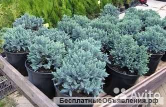 Можжевельник чешуйчатый Блю Стар саженец