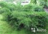 Можжевельник средний Пфитцериана Глаука саженец