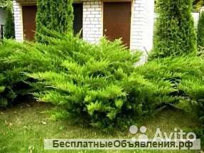 Можжевельник средний Минт Джулеп саженец 100-140