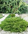 Можжевельник средний Компакта саженец