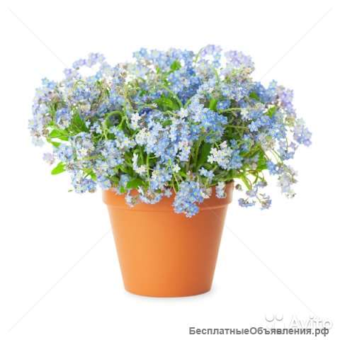 Незабудка в горшке