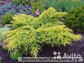 Можжевельник средний Голд Стар саженец