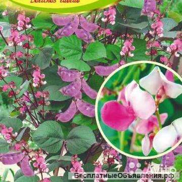 Гиацинтовые бобы двухцветные рассада