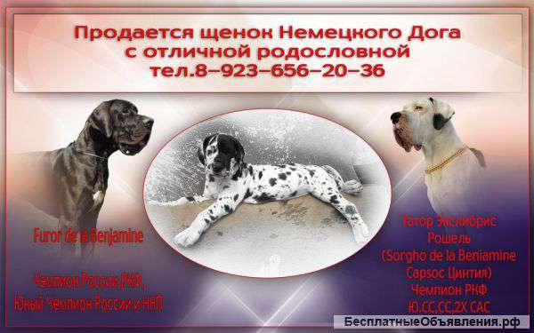 Продается щенок Немецкого Дога
