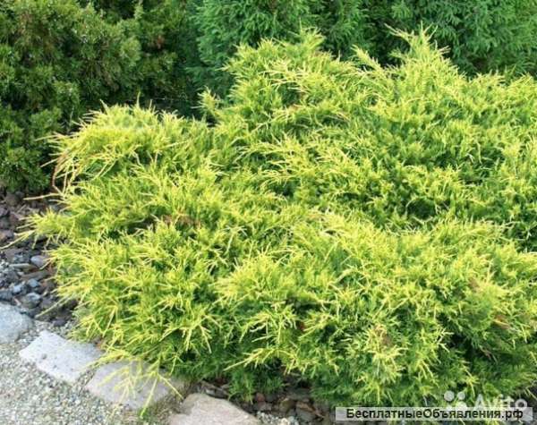 Можжевельник средний Голд Кост саженец